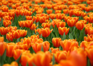 Нидерланды  - Время цветения тюльпанов
