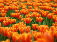 Нидерланды   <span> Время цветения тюльпанов</span>