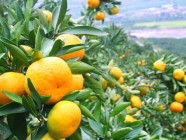 Horvātija  <span> Trogiras rivjēra mandarīnu laikā</span>