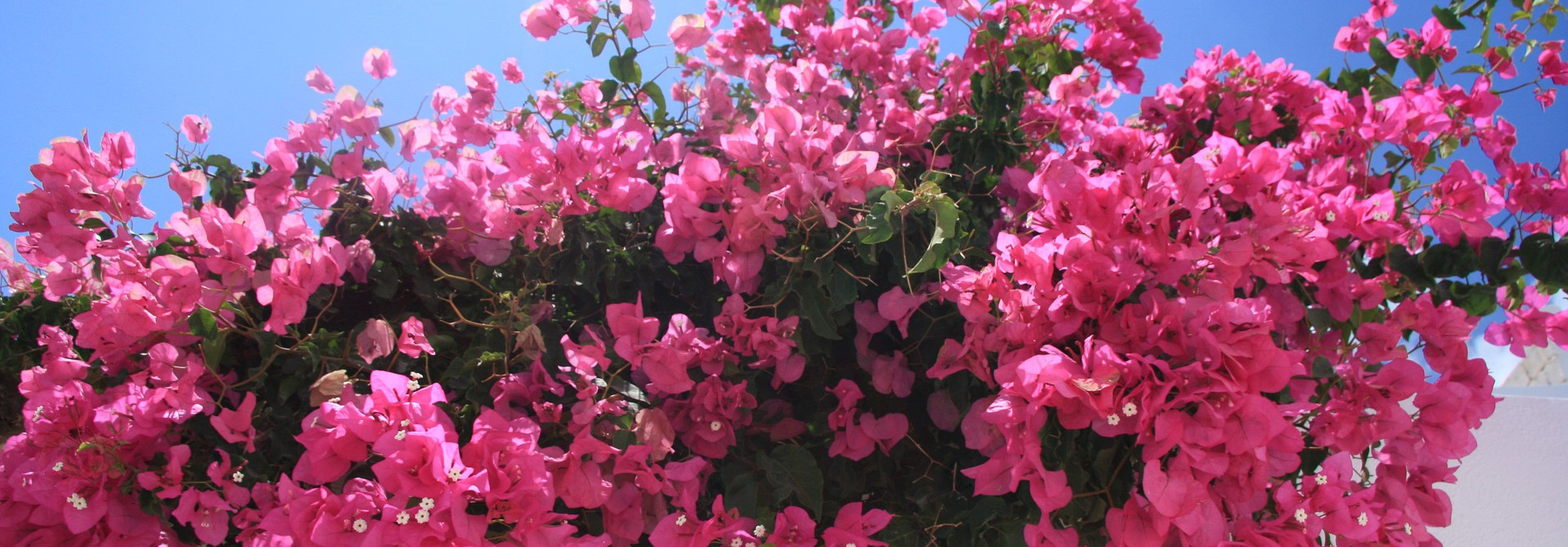 Grieķija Korfu salas šarms 02.-09.05