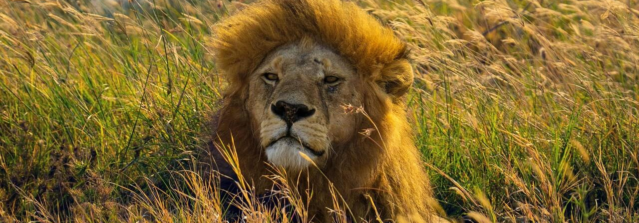 Танзания "Большая пятерка" 16.-24.10.2026