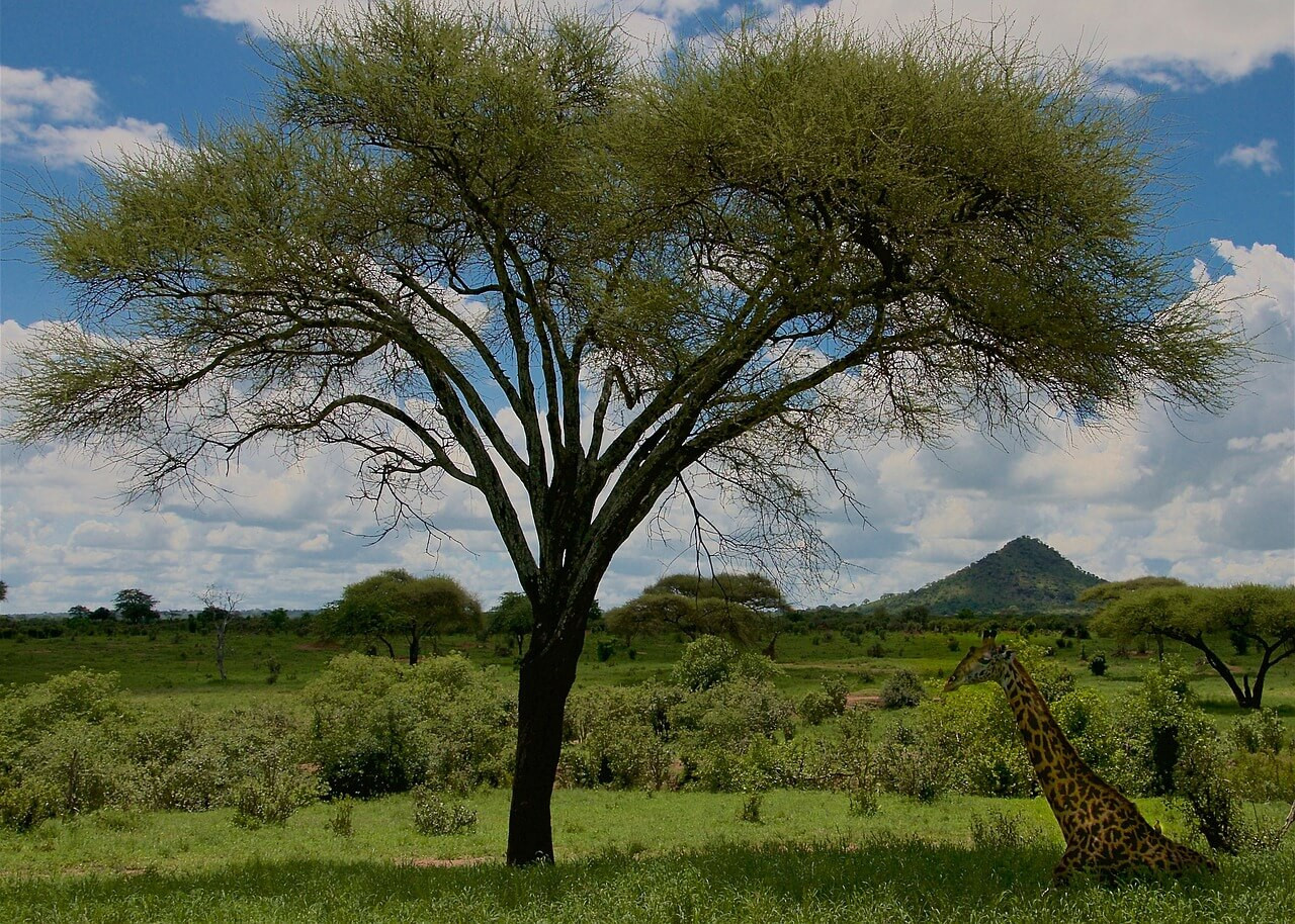 Танзания - "Большая пятерка" 1