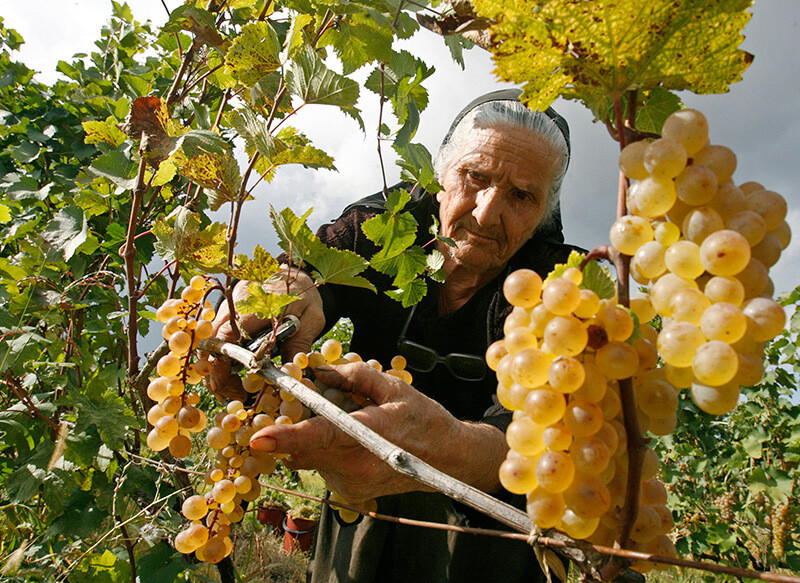 Грузия в сезон урожая 1