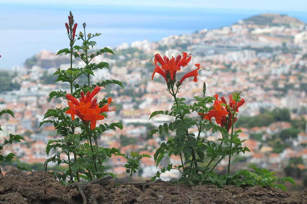 Portugāle - Paradīzes sala Madeira 1