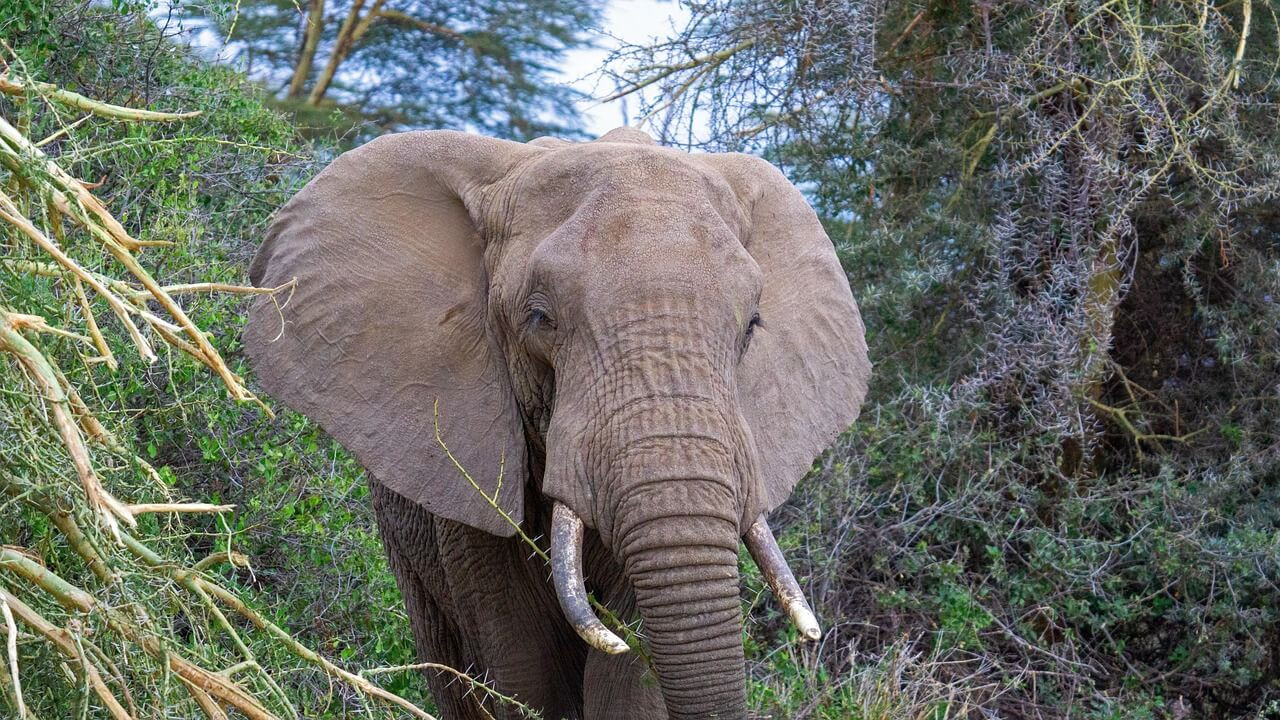 Tanzānija - "Lielais piecinieks" 2