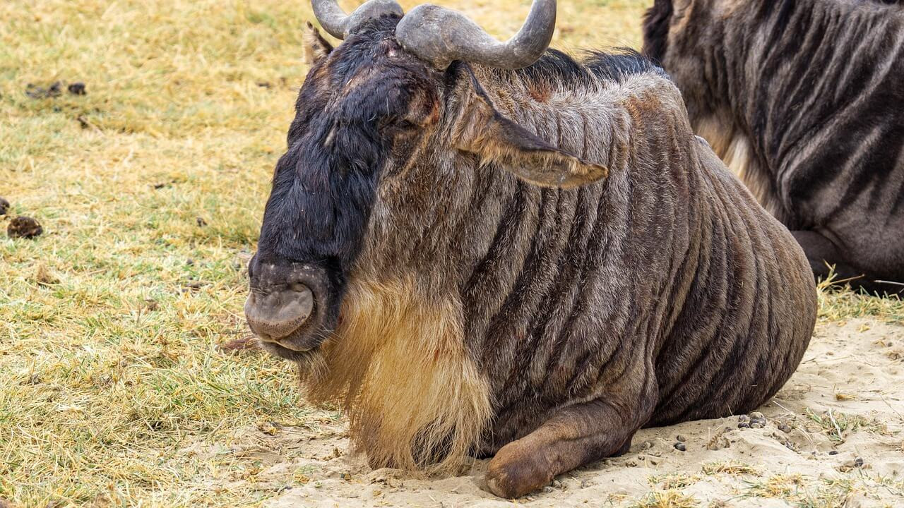 Tarangires Nacionālais parks 6