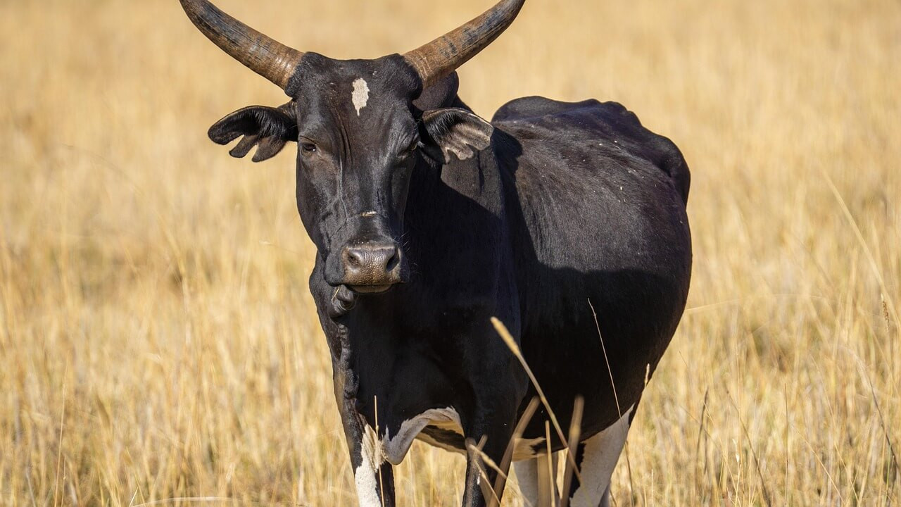 Tarangires Nacionālais parks 9