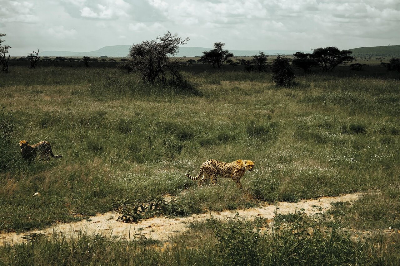 Tanzānija - "Lielais piecinieks" 4