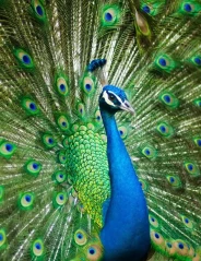 Зксотические