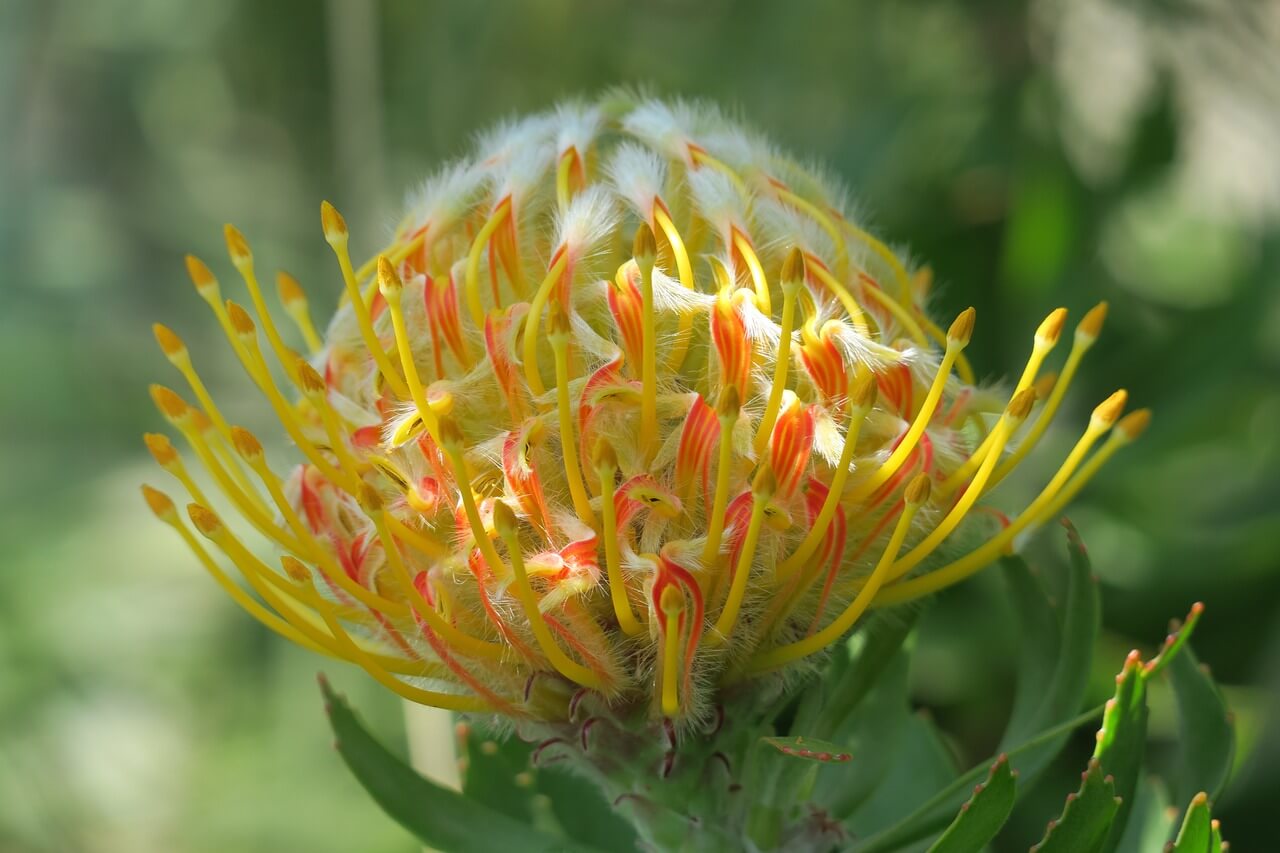 Itālija - Termālais kūrorts un saules sala Iskija
