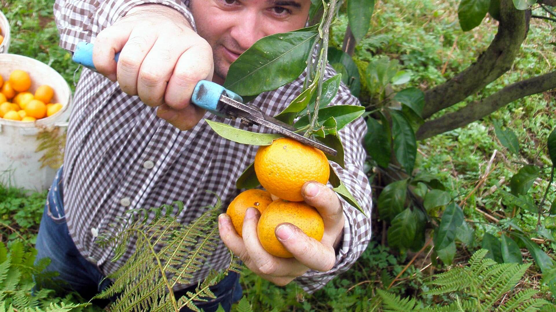 Gruzija ražas laikā