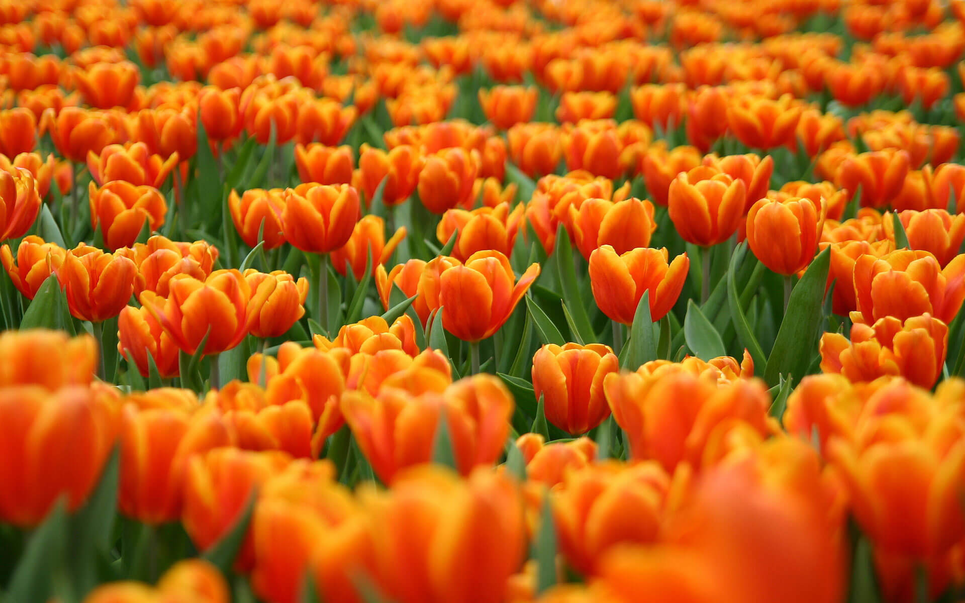 Nīderlande  <span> Tulpju ziedēšanas laiks</span>